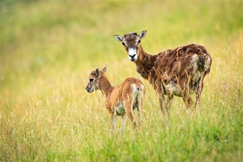 Protective Mouflon Ewe Standing Close To Her Young Yeanling On Meadow