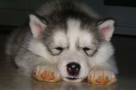 Dogs Cutest Husky Puppies Ever