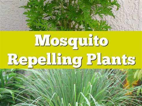 Citronella Mosquito Repellent Or Consumer Hoax Healthy Home Economist
