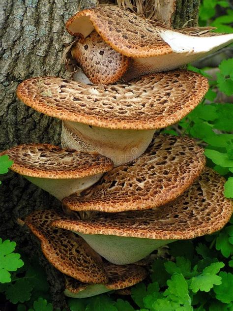 Mushrooms Growing On Tree Stock Image Image Of Crowded 7455341
