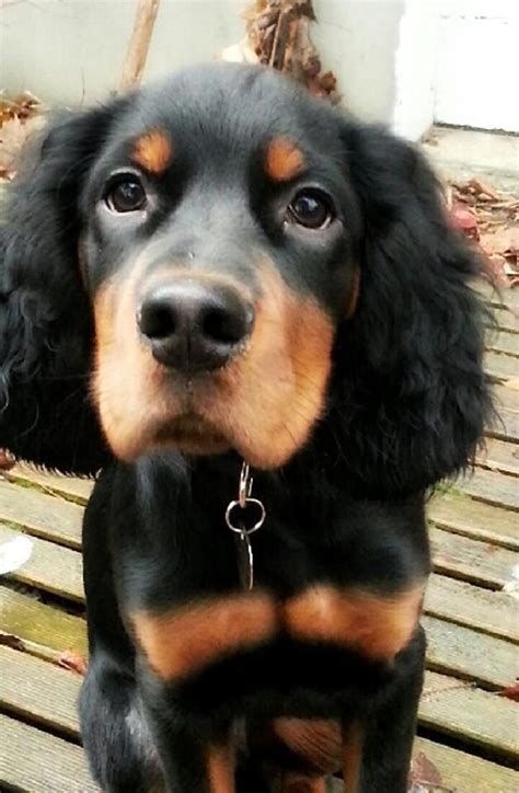 Our puppies make phenomenal family pets! Hannibal 2 mois | Gordon setter, Baby puppies, Animals