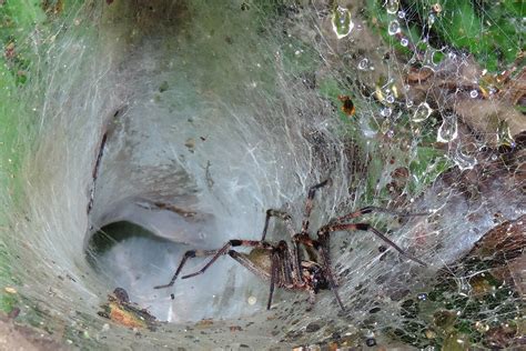 Greenville Funnel Web Spider Agelenopsis Sp Wikipedia Flickr