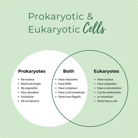 Prokaryotic Vs Eukaryotic Cells Venn Diagram Diagram Images And
