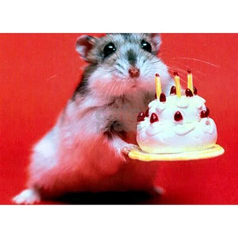 Hamster Birthday Greeting Card By Dino Cafepress