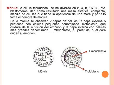 Desarrollo Embrionario