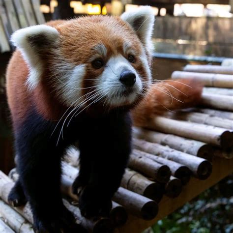 Honor International Red Panda Day At This Special Event Hosted By Zoo