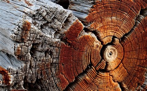We've gathered more than 5 million images uploaded by our users and. wood, Trees, Texture, Nature Wallpapers HD / Desktop and ...