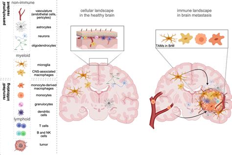 Frontiers Tams In Brain Metastasis Molecular Signatures In Mouse And Man