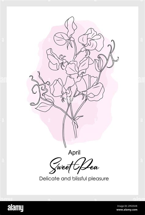 Sweet Pea April Birth Month Flowers Vector Art Stock Vector Image Art