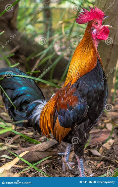 Rooster Wake Up Call Stock Photo Image Of Asian Wakeup 54138268