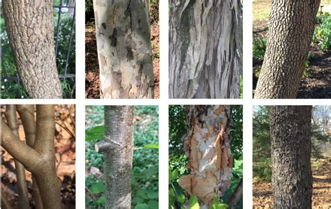 Identifying Trees By Their Bark Master Gardeners Of Northern Virginia
