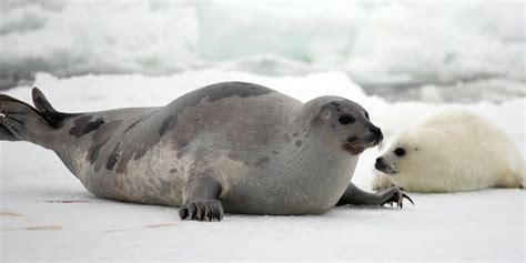 Seal feat pete tong, the heritage orchestra. Harp Seal | NatureRules1 Wiki | Fandom