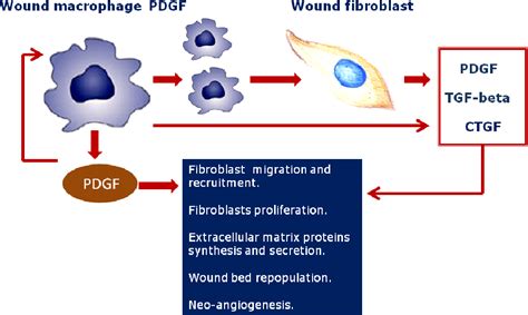 Figure 2 From Epidermal Growth Factor Egf And Platelet Derived Growth