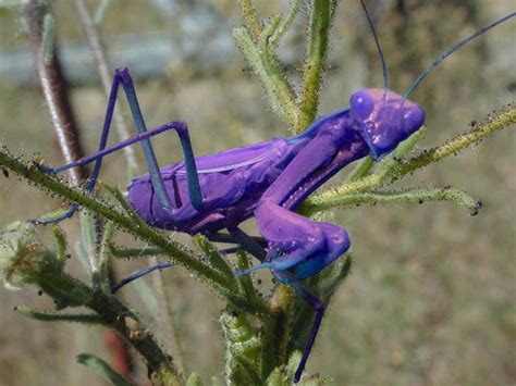 A Purple Insect Sitting On Top Of A Green Plant