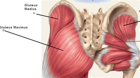 The gluteal muscles comprise three muscles which make up the buttocks: Myofascial Release (Self Massage) - Glutes - YouTube