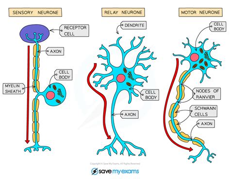 Human Nervous System Structure 287 Edexcel Igcse Biology Revision
