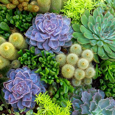 Succulents Growing Outside Bruin Blog