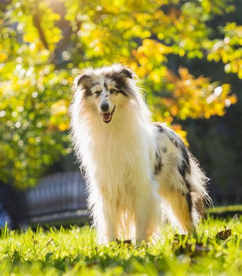 Premium Photo Portrait Of Cute Rough Collie Dog At The Park