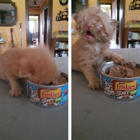 Hungry Kitten Puts His Whole Face On His Food Raww