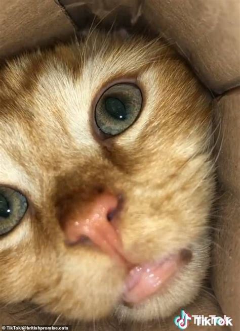 Video Of Cute Cat Poking Its Head Into A Tube Earns 156 Million Views