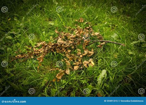 Dry Branch Stock Image Image Of Nature Branch Green 59491315