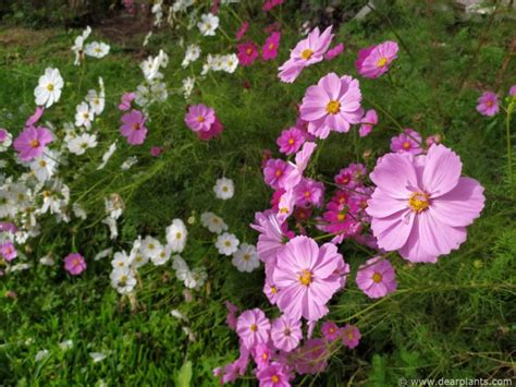 Growing Cosmos From Seed Step By Step With Pictures And Results