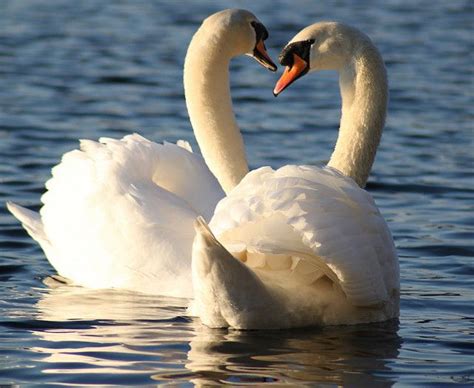 Mating For Life Part 1 Monogamy In Birds Mute Swan Animals Kissing