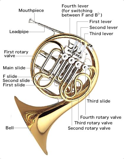 French Horn Learn More Golden Music