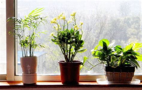 Unter feng shui, was übersetzt wind und wasser bedeutet, versteht man die lehre der harmonie, die es sich zum ziel gemacht hat, körper und seele in einklang zu bringen. Feng Shui Q & A: Pflanzen im Schlafzimmer | Das ...