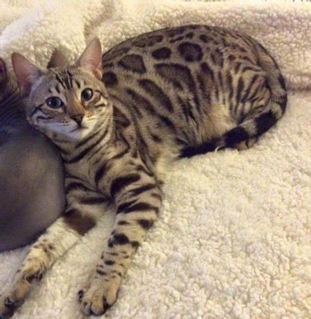 Home of finest exotic purebred bengal cats and kittens registered with tica. Snow Bengal kittens, Snow Bengal kittens for sale, Bengal ...