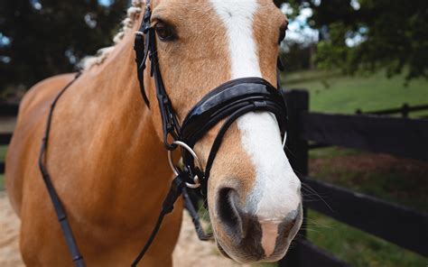 Naked Snaffle Bridle Patent Just Add A Brow Band Belle Equestrian