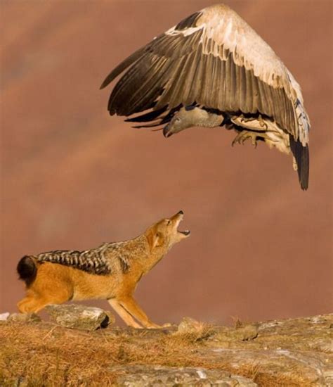 A Giant Vulture And A Hungry Jackal Fight Over A Pile Of Bones