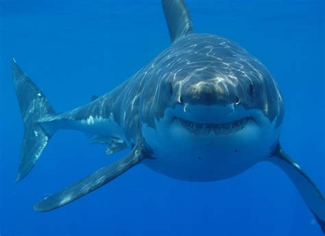 Archivogreat White Shark South Africa Wikipedia La Enciclopedia