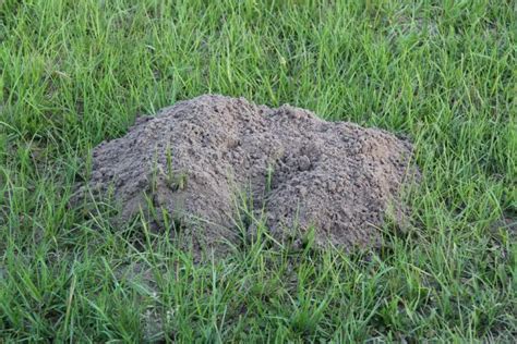 Small Dirt Mounds In Lawn Naturallist