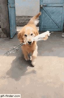 We did not find results for: Liveatvoxpop: 2 Golden Retrievers Hugging