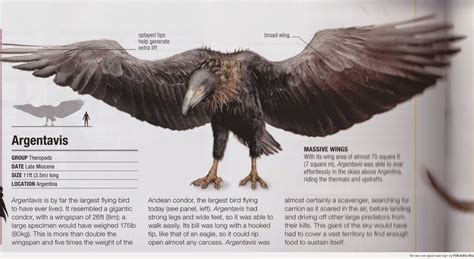 Argentina Discovery Argentavis Is The Largest Flying Bird Ever