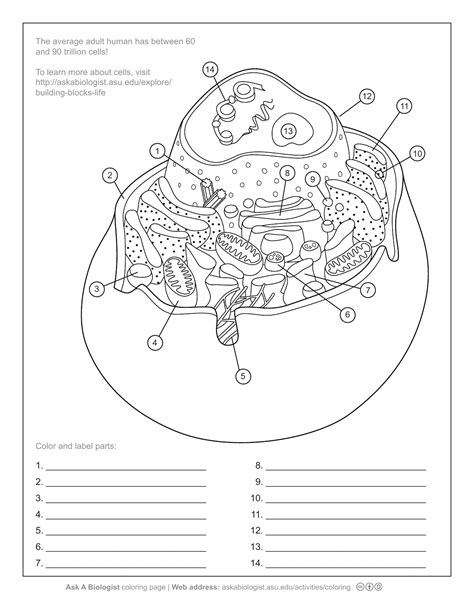 Cell Anatomy Worksheets Free Printable Worksheet