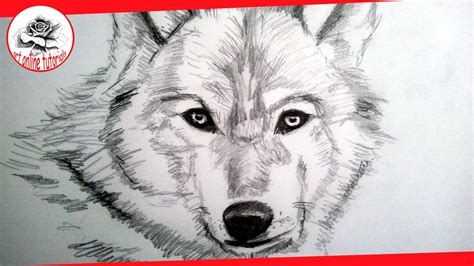 How To Draw A Wolf Head Step By Step How To Draw Animal