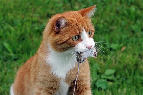 Cats are obligate carnivores and driven to consume meat. What Do Cats Eat in the Wild? - Petsoid