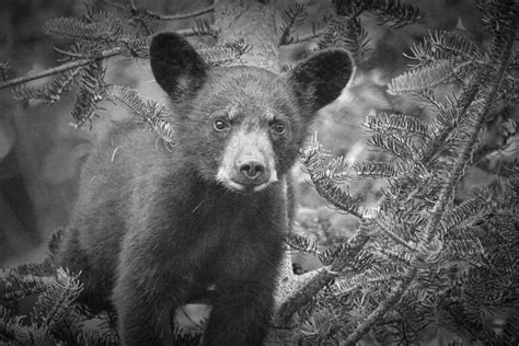 Black Bear Cub In A Pine Tree Photograph By Randall Nyhof Pixels