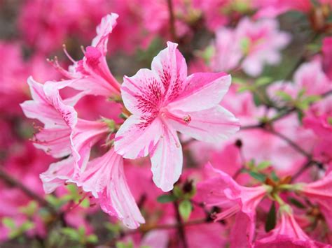 Common types of flowers with pictures. Azalea Varieties: Choosing Different Kinds Of Azalea For ...