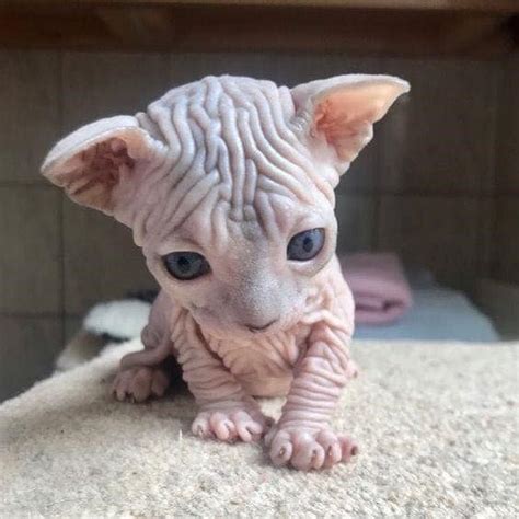 Sphynx Kittens Are Out Of This World Cute With Their Alien Faces And Sweet Wrinkles Cute Cats
