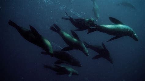 Free Diving Photographer Captures Beautiful Underwater Shots Mental Floss