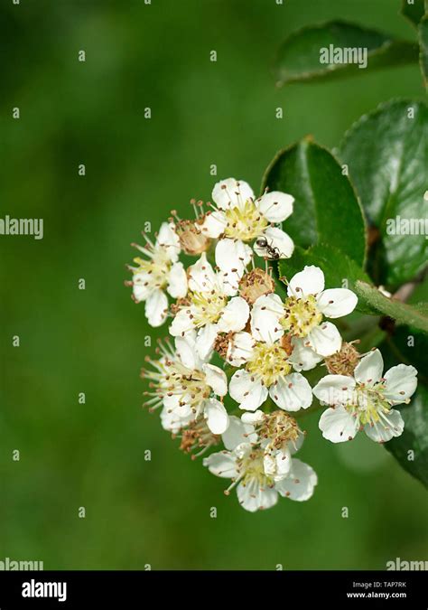 Blossom Of Black Rowanberry At Spring Length Of Time On Background