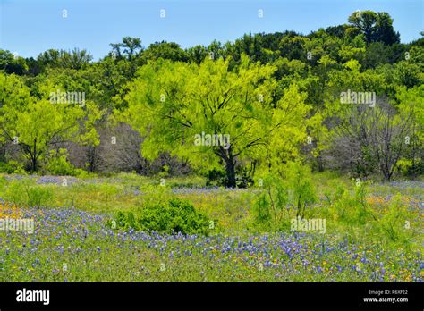 Spring Mesquite Trees Hi Res Stock Photography And Images Alamy