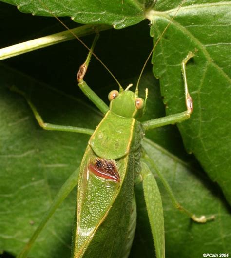 Anglewing Katydid Microcentrum Retinerve Bugguidenet