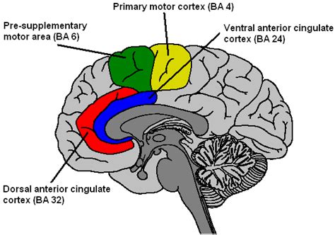 Anterior insular cortex in multisensory attention 5. 4: Sagittal section of the brain. The anterior cingulate ...