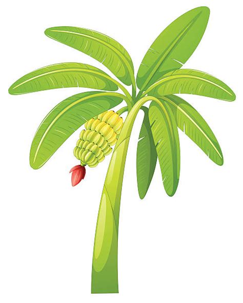 Banana Tree Images Clip Art 20 Free Cliparts Download Images On