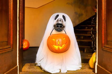Dog Halloween Dangers Costumed Trick Or Treaters Frighten Dogs