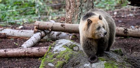 Animals At Northwest Trek Free Roaming Bears Cats Canines And More